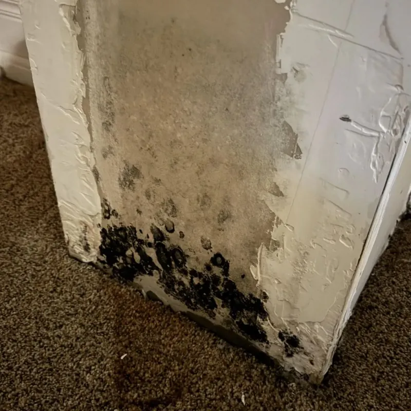 Professional Mold Removal in Pink, OK